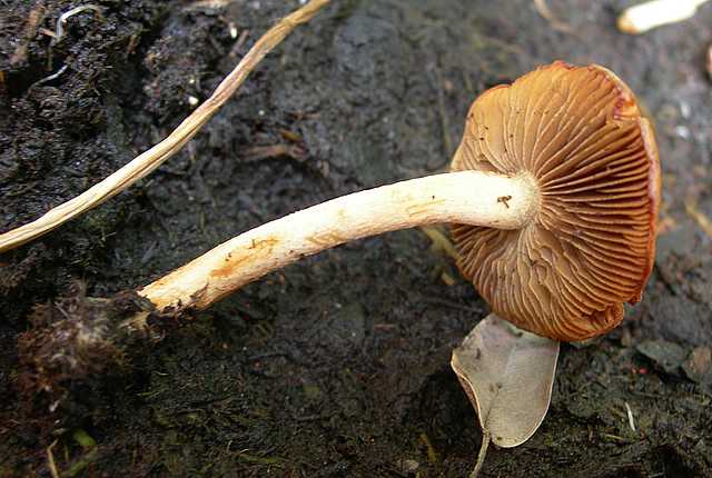 Pholiota spec. (cfr. Pholiota mixta)